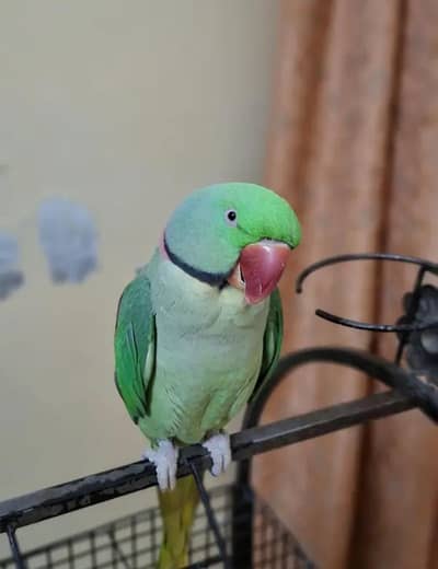 Kashmir Raw Parrot  handtam