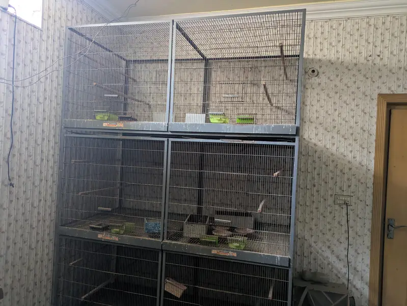 Birds cages