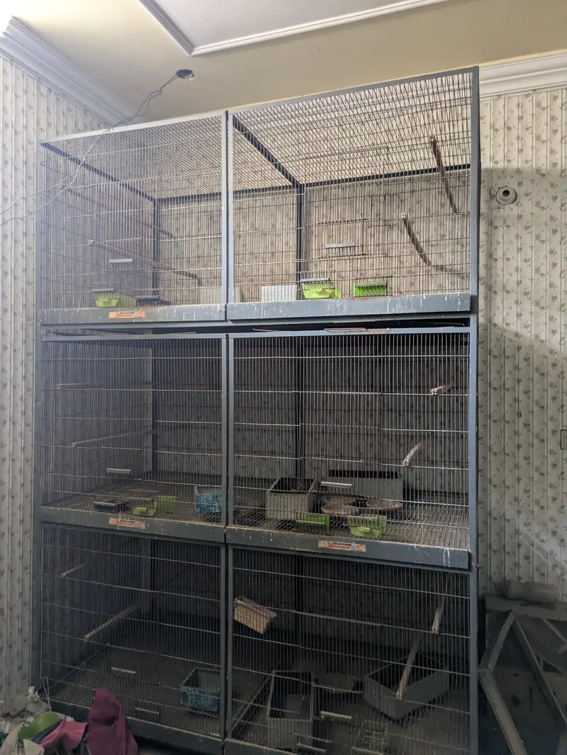 Birds cages — photo 2