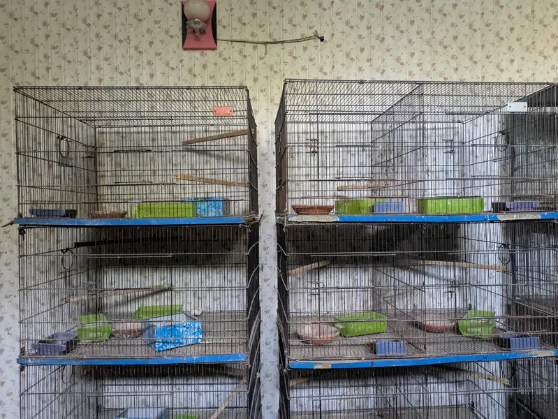 Birds cages — photo 3