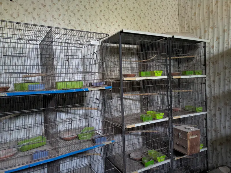 Birds cages — photo 4