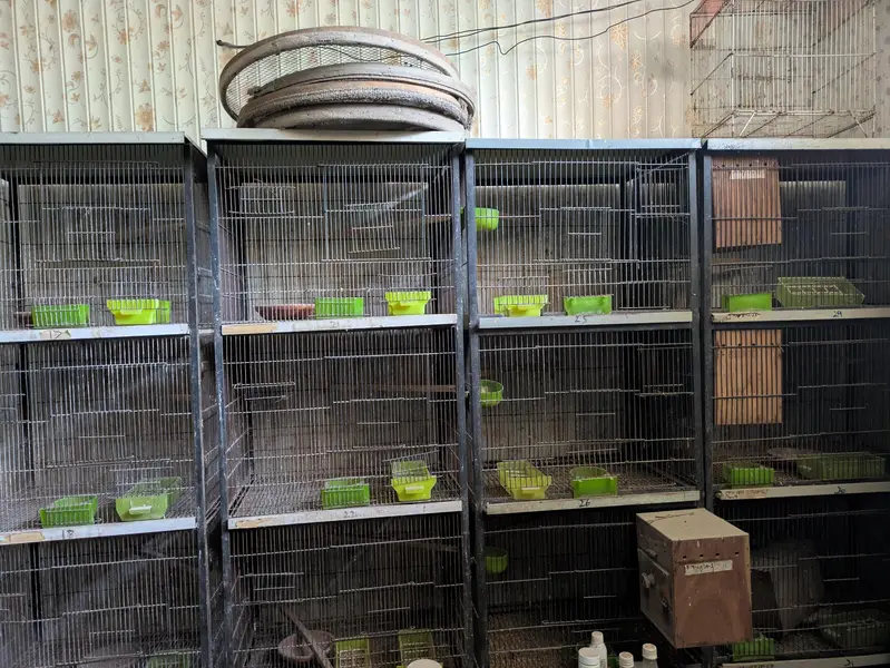 Birds cages — photo 5