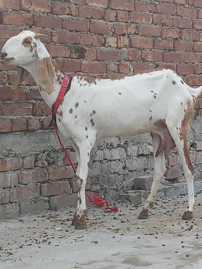 Dasi Bakri or Male Bacha