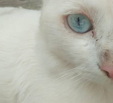 white odd-eyed Persian cat -adult- healthy