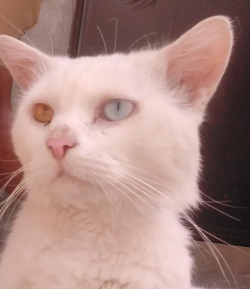 white odd-eyed Persian cat -adult- healthy — photo 2