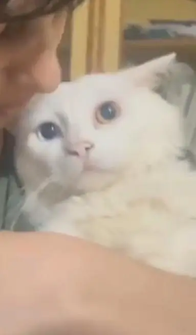 white odd-eyed Persian cat -adult- healthy — photo 3