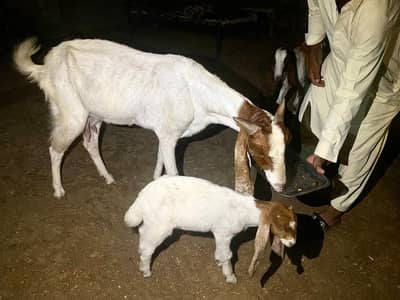 goat female with kid available in karachi