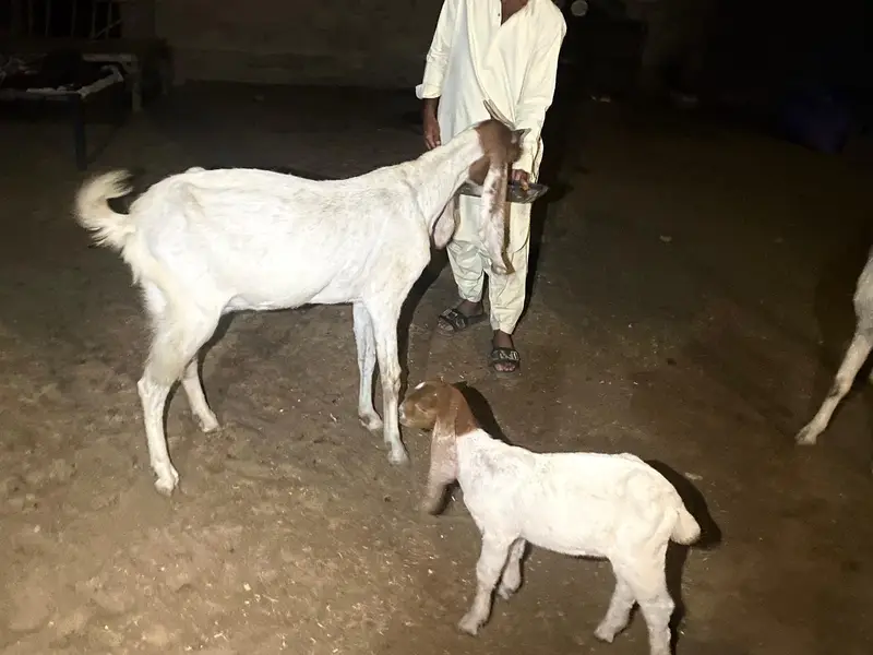goat female with kid available in karachi — photo 2