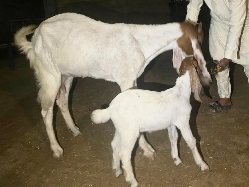 goat female with kid available in karachi — photo 3