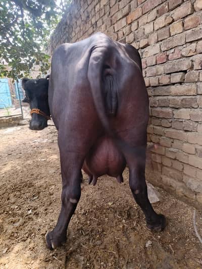 بھینس پھلڑن کٹے کے ساتھ