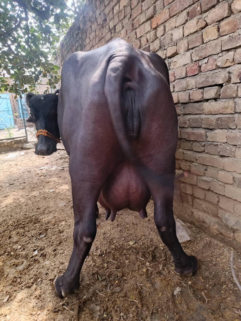بھینس پھلڑن کٹے کے ساتھ 0