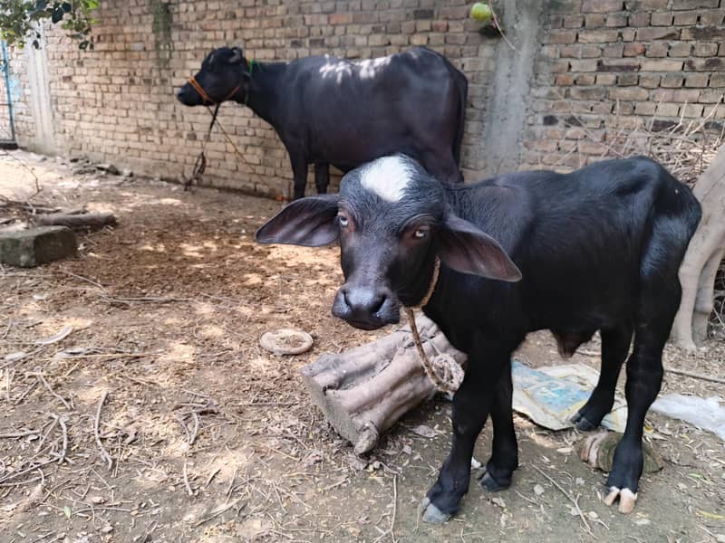 بھینس پھلڑن کٹے کے ساتھ 1