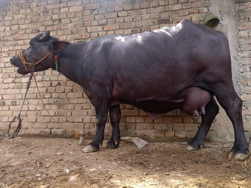 بھینس پھلڑن کٹے کے ساتھ 2