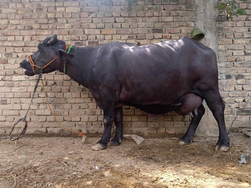 بھینس پھلڑن کٹے کے ساتھ 3