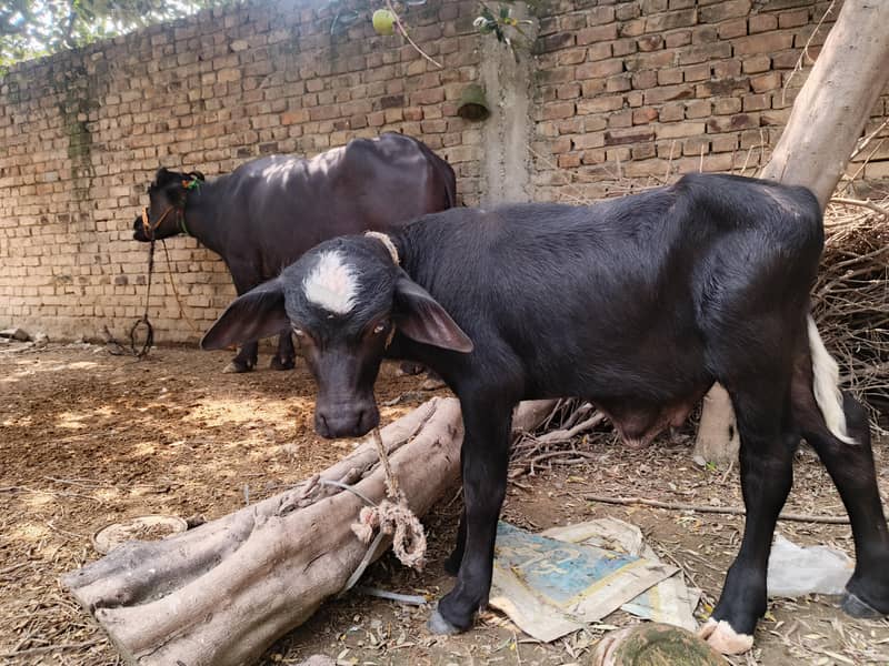 بھینس پھلڑن کٹے کے ساتھ 5