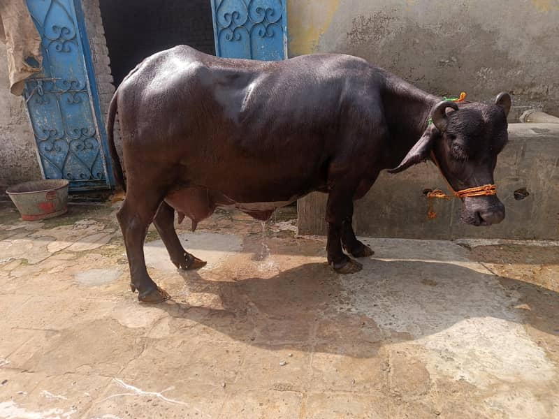 بھینس پھلڑن کٹے کے ساتھ 6