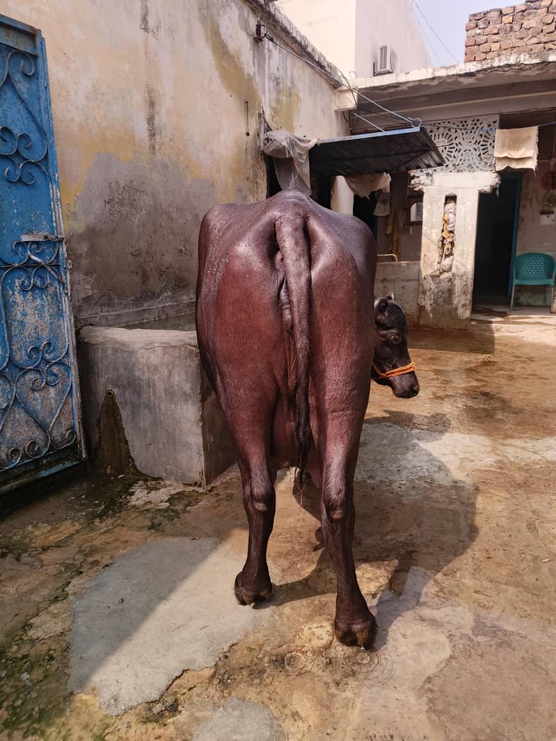 بھینس پھلڑن کٹے کے ساتھ 7