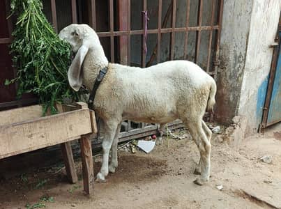 Larkana dumba