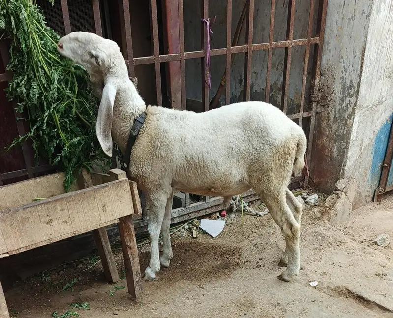 Larkana dumba — photo 2