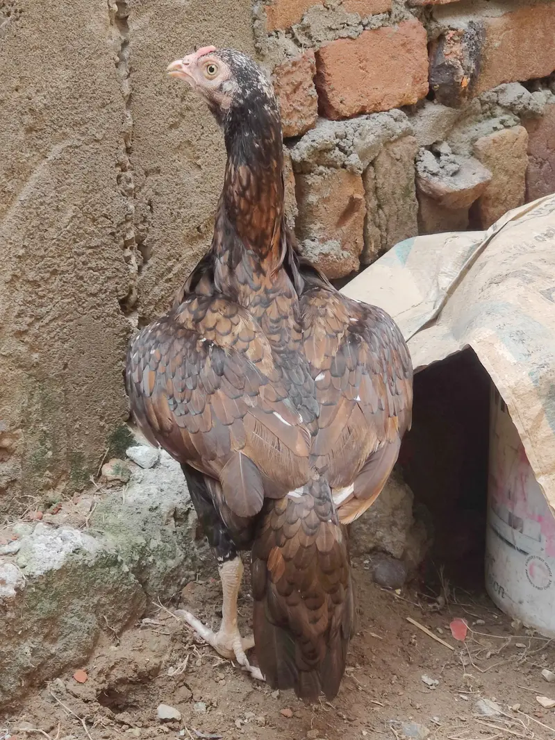 Maadi For Sale — photo 2