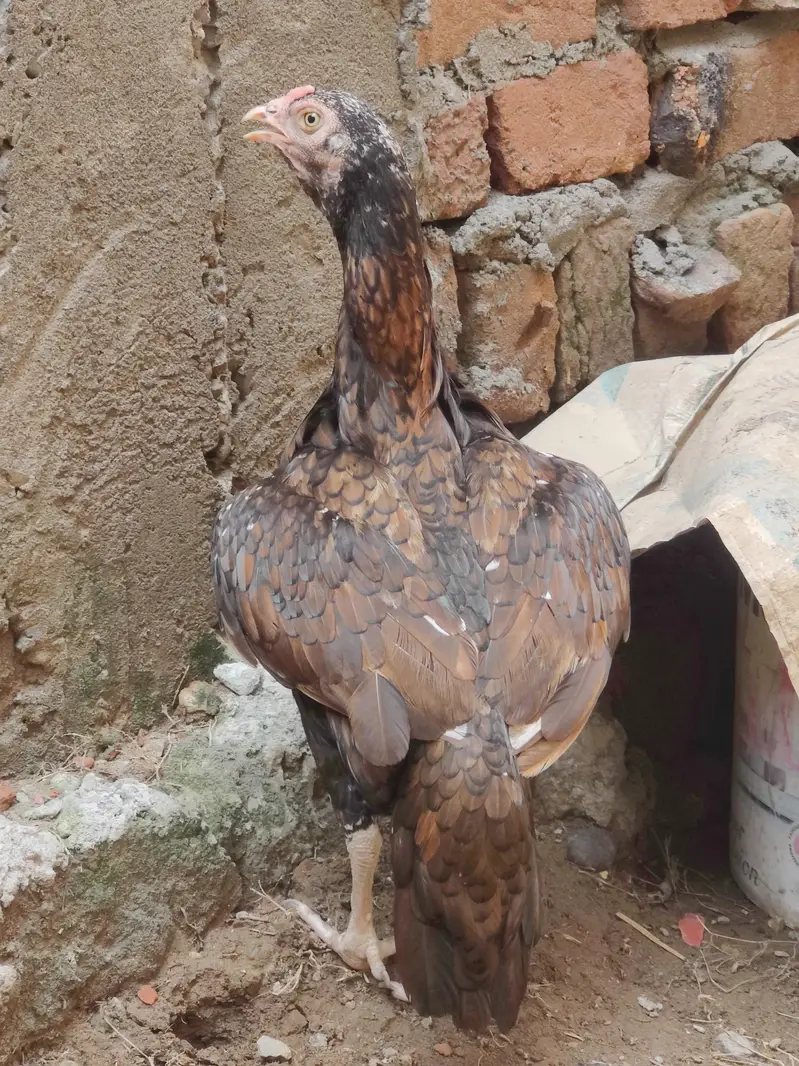 Maadi For Sale — photo 4