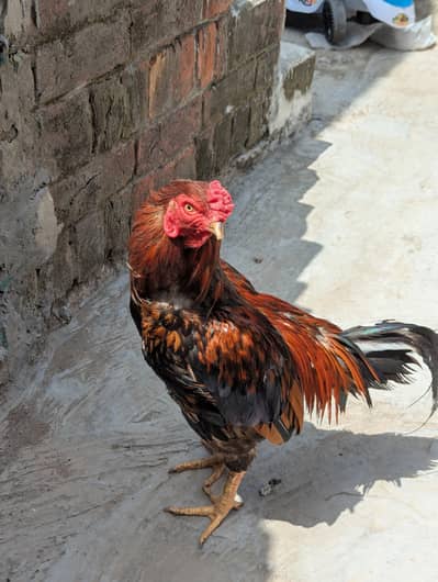 aseel mianwali pair for sale
