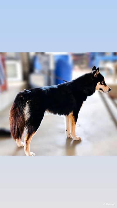 seberian husky female top quality wooli coat