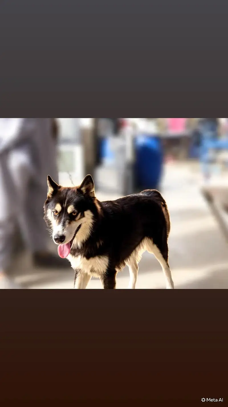 seberian husky female top quality wooli coat — photo 3