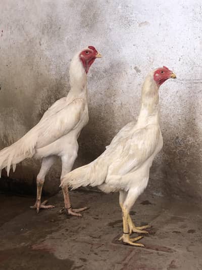female 1 years  male 8 month Whatsapp number 03279765269