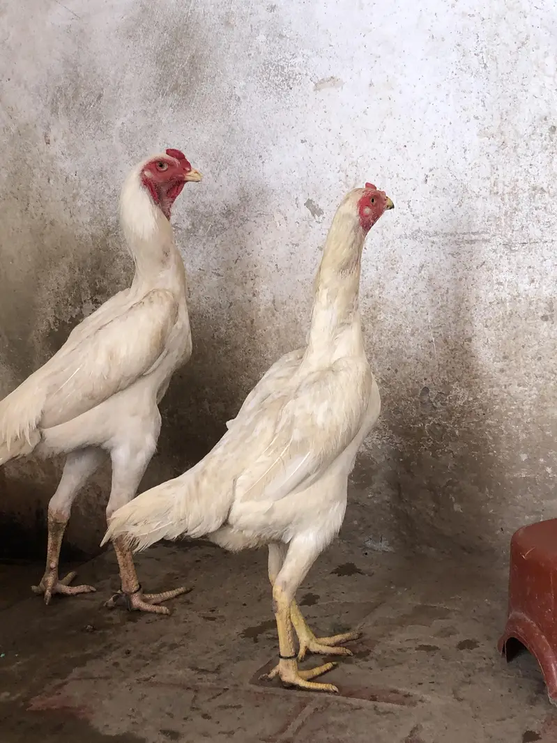female 1 years  male 8 month Whatsapp number 03279765269 — photo 2