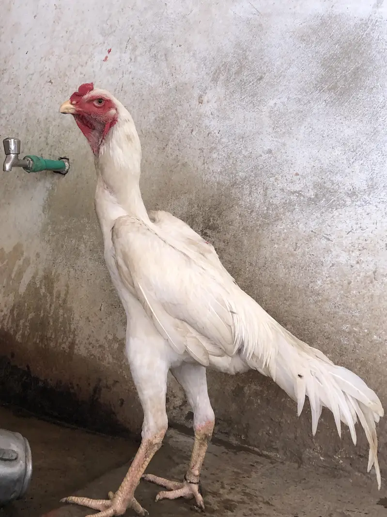 female 1 years  male 8 month Whatsapp number 03279765269 — photo 3
