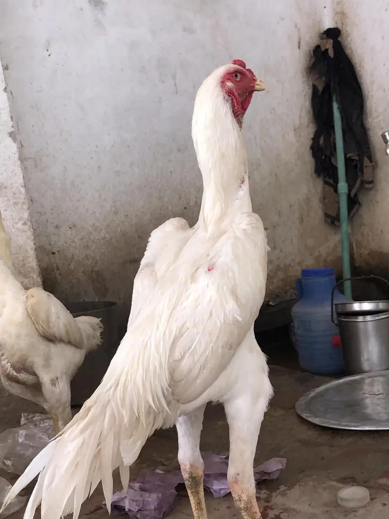 female 1 years  male 8 month Whatsapp number 03279765269 — photo 4