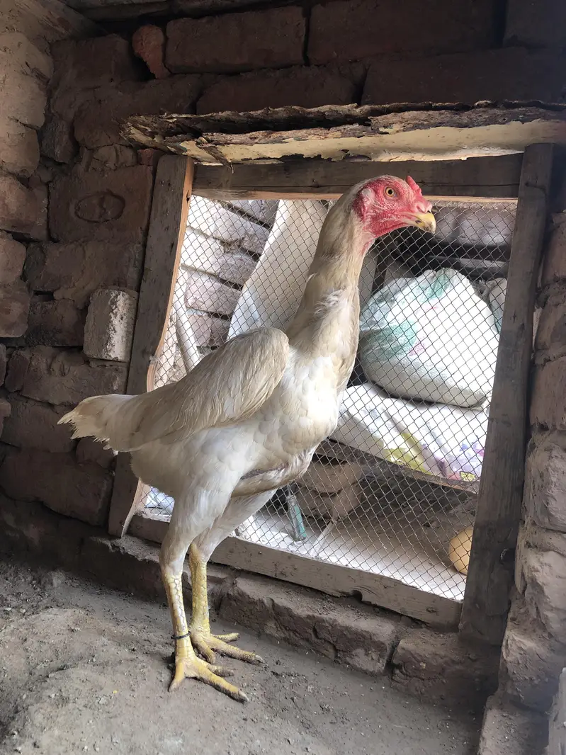 female 1 years  male 8 month Whatsapp number 03279765269 — photo 5