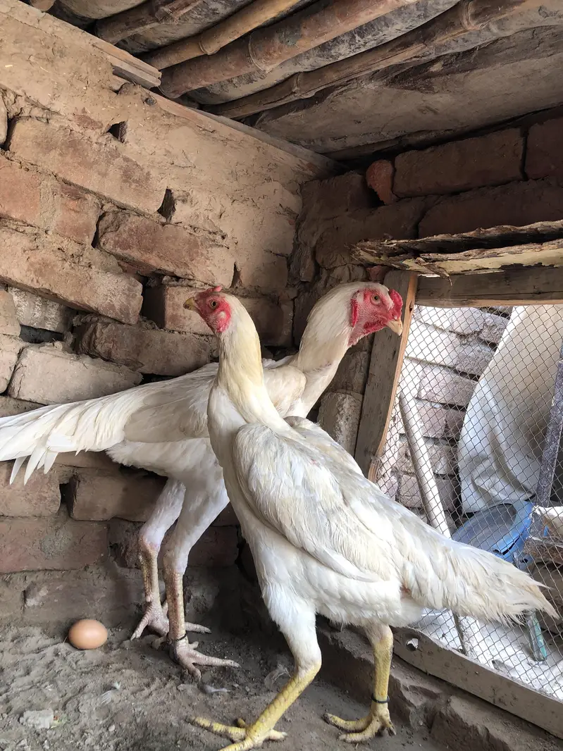 female 1 years  male 8 month Whatsapp number 03279765269 — photo 6