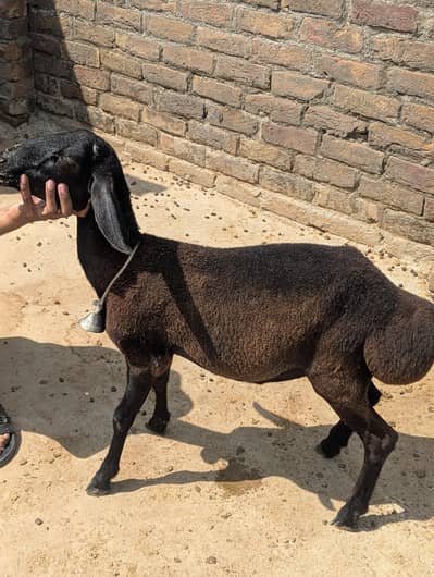 Ek bakri dhood wali  sath Mela bacha Sindi Bakra 1 sal ka or blackduba
