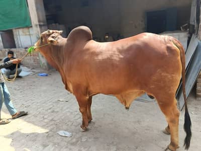 Bull for sale - Weight 800 kg -Big Size katta for sale