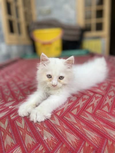 urgent sell