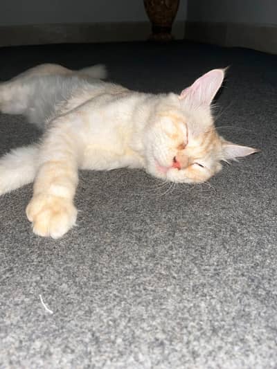  MAX — Beautiful Fluffy Cat for Sale  Max is 1 year old, friendly,