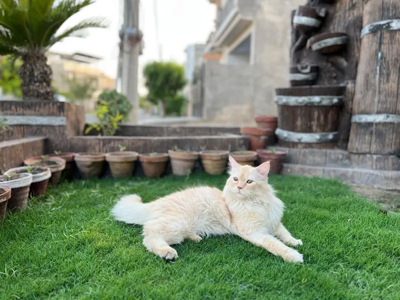  MAX — Beautiful Fluffy Cat for Sale  Max is 1 year old, friendly, — photo 2