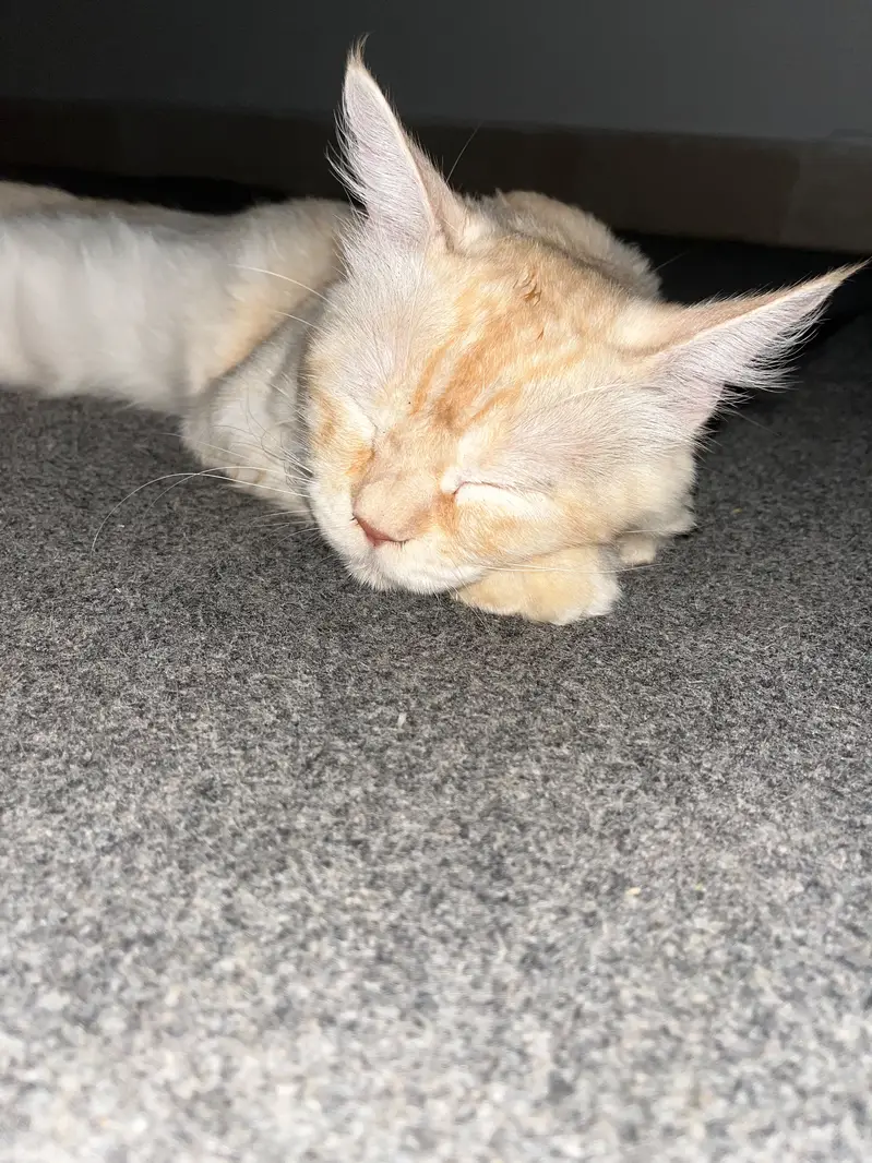  MAX — Beautiful Fluffy Cat for Sale  Max is 1 year old, friendly, — photo 3
