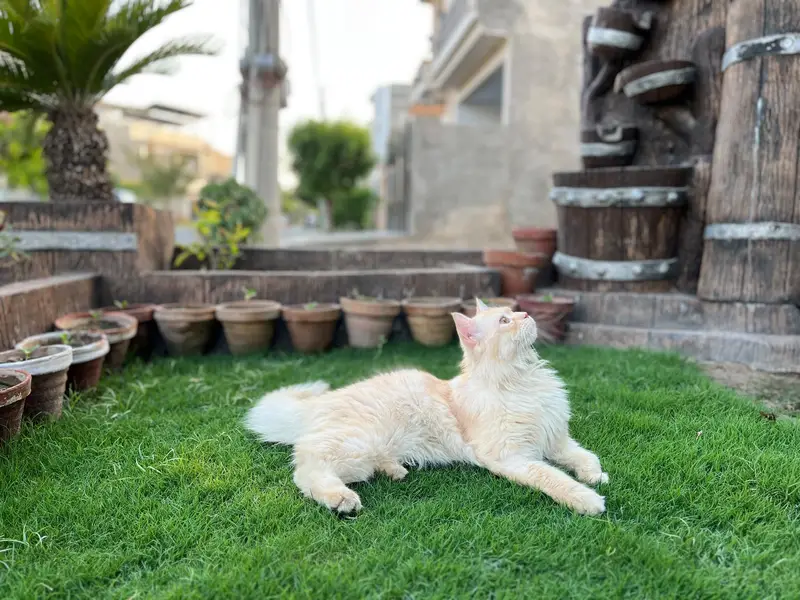  MAX — Beautiful Fluffy Cat for Sale  Max is 1 year old, friendly, — photo 4