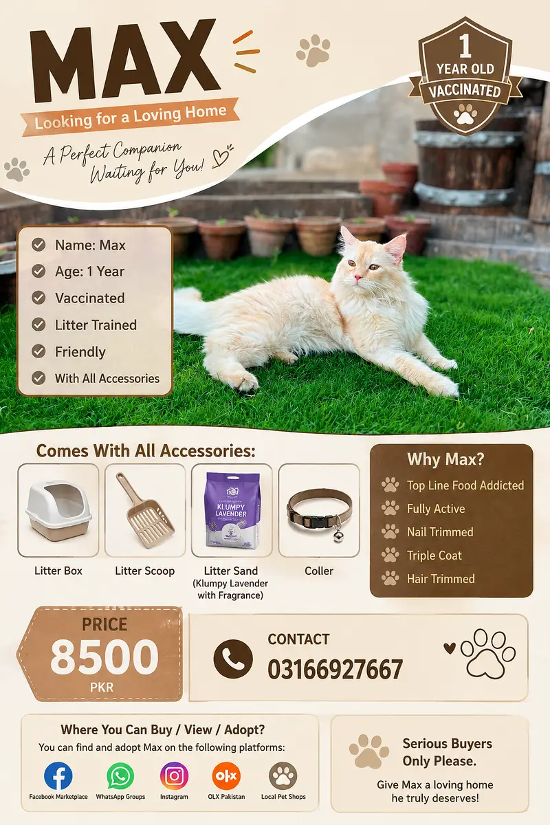  MAX — Beautiful Fluffy Cat for Sale  Max is 1 year old, friendly, — photo 5