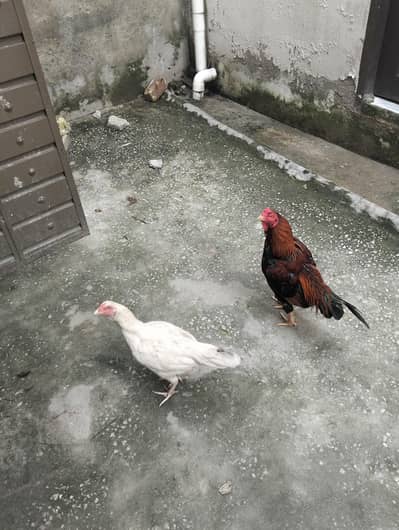 eggs for sale