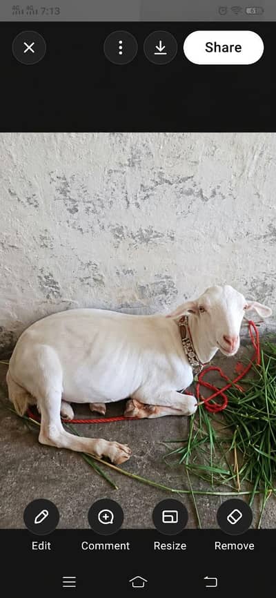 Tedda Male for sale