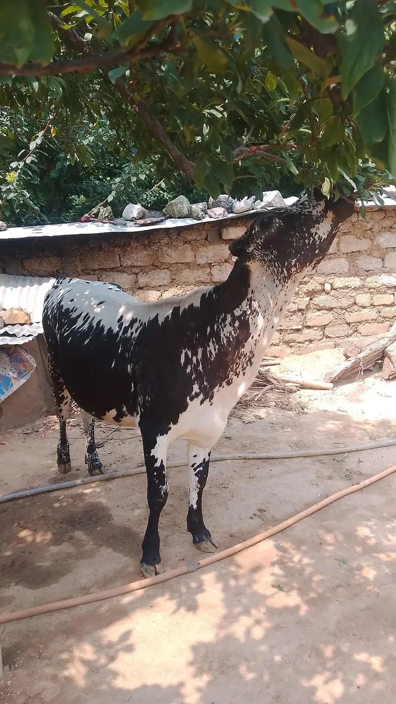 pure cholistani — photo 2
