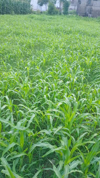 jowar grass