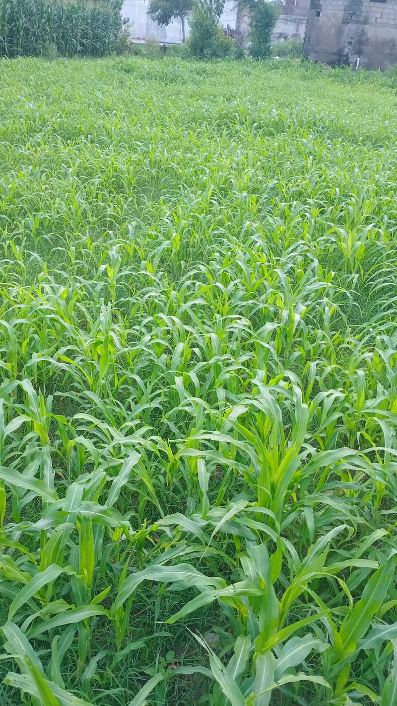 jowar grass 0
