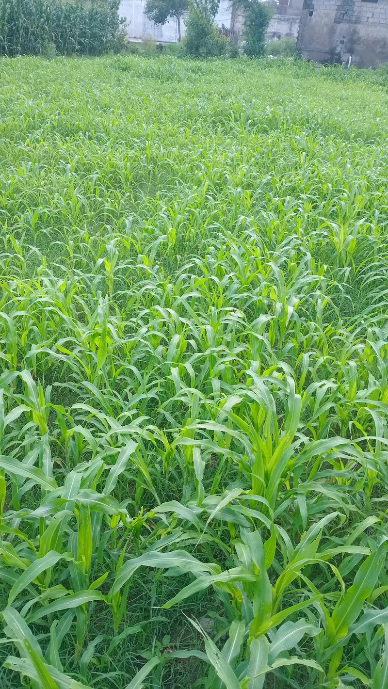 jowar grass