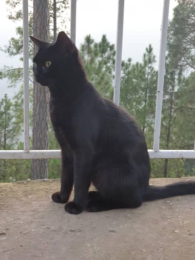 pure black cat one year old