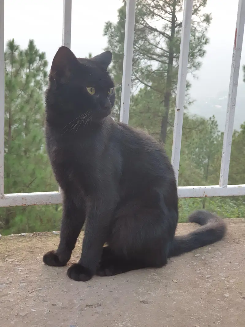 pure black cat one year old — photo 2